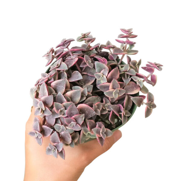 Calico Kitten Crassula - Image 7
