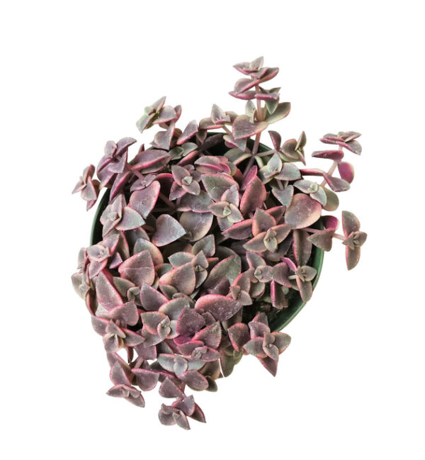 Calico Kitten Crassula - Image 9