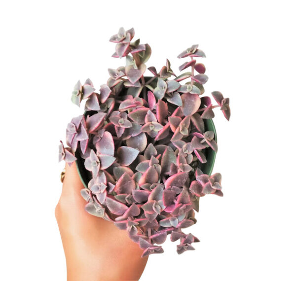 Calico Kitten Crassula - Image 8