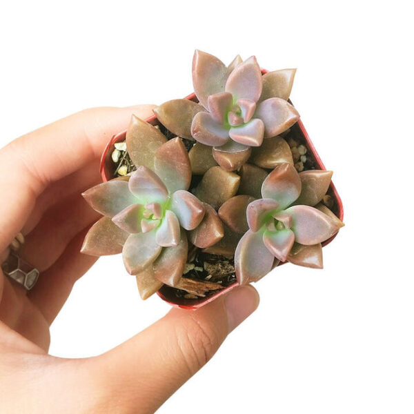 Graptosedum California Sunset - Image 3