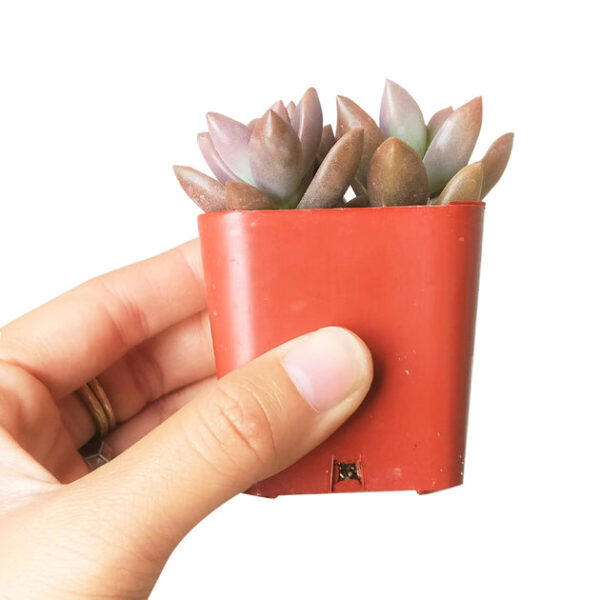Graptosedum California Sunset - Image 4
