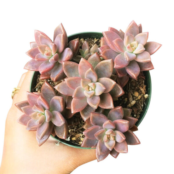 Graptosedum California Sunset - Image 5