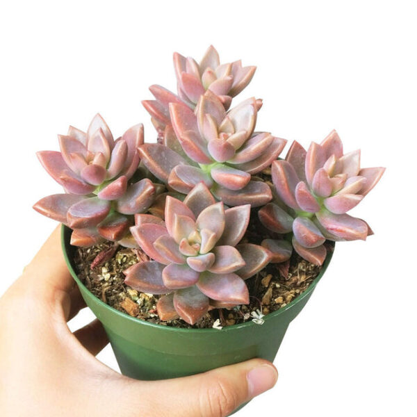 Graptosedum California Sunset - Image 6