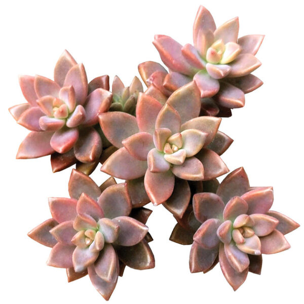 Graptosedum California Sunset - Image 2