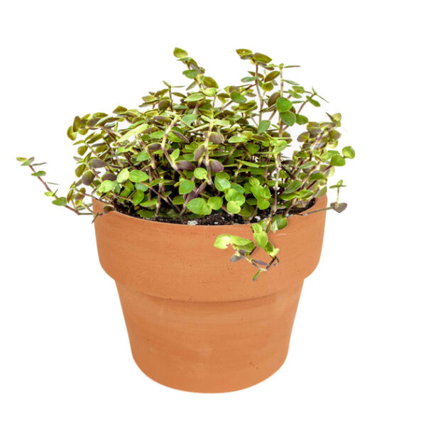 Callisia Repens Sedum (Turtle Vine) - Image 6
