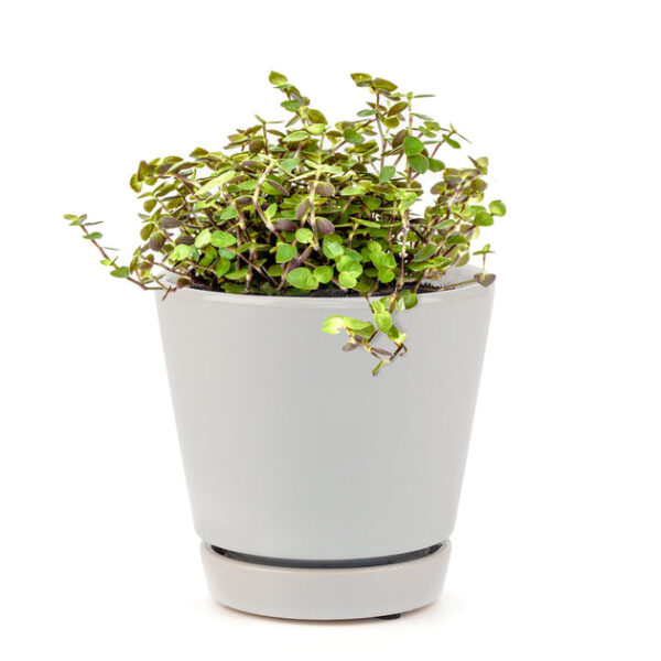 Callisia Repens Sedum (Turtle Vine) - Image 8
