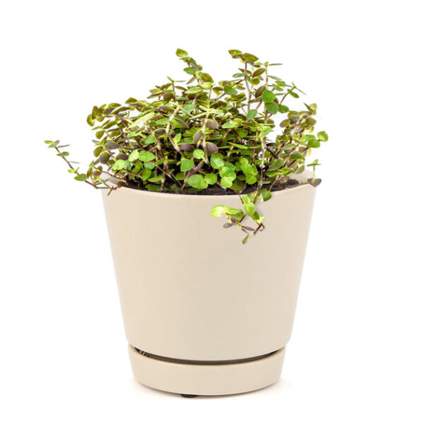 Callisia Repens Sedum (Turtle Vine) - Image 9