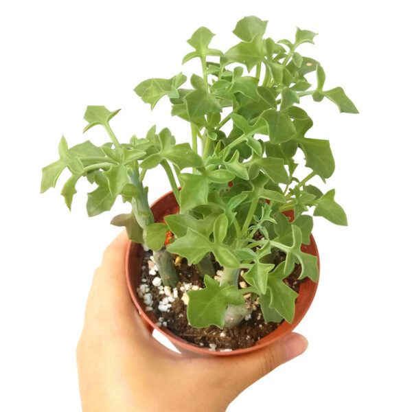 SENECIO Articulatus Candle Plant - Image 6