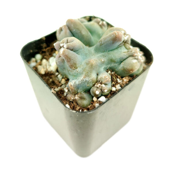 Cereus Ming Thing Cactus - Image 2