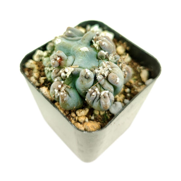 Cereus Ming Thing Cactus - Image 4