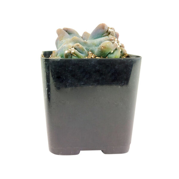 Cereus Ming Thing Cactus - Image 5