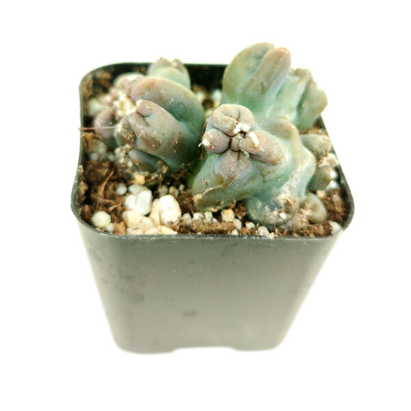 Cereus Ming Thing Cactus - Image 3
