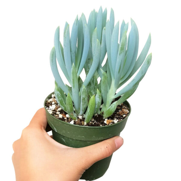 Senecio Blue Chalk Sticks - Image 3