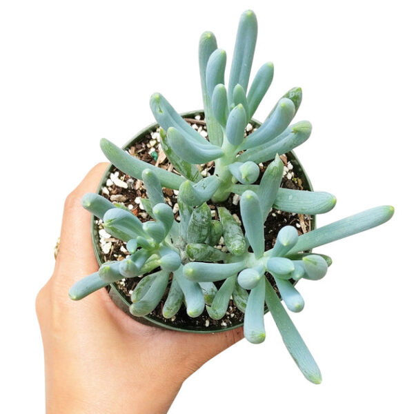 Senecio Blue Chalk Sticks - Image 4