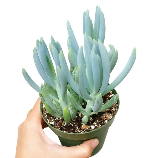 Senecio Blue Chalk Sticks - Image 5