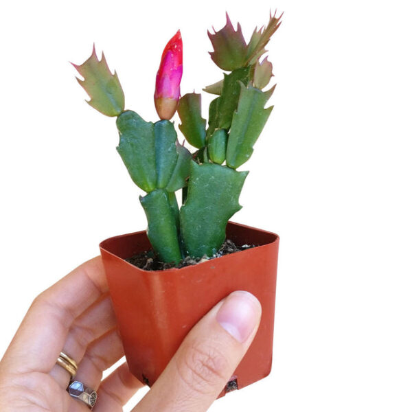 Random Color Christmas Cactus Thanksgiving Cactus - Image 3