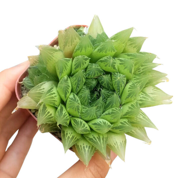Haworthia Cooperi Succulent - Image 3