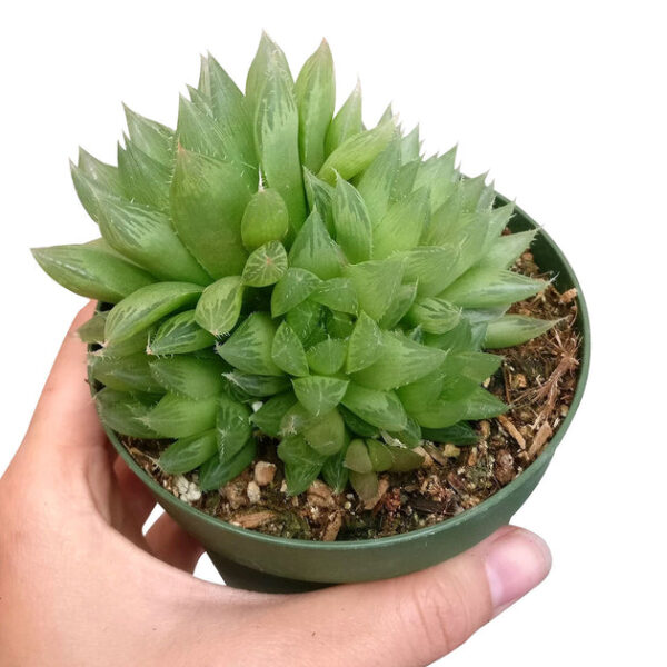 Haworthia Cooperi Succulent - Image 8