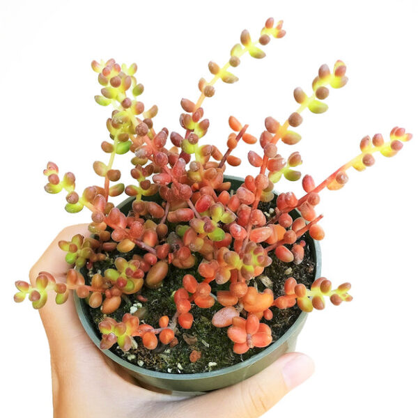Coral Bells Sedum - Mexican Stahlii - Image 3