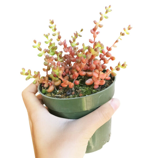 Coral Bells Sedum - Mexican Stahlii - Image 4
