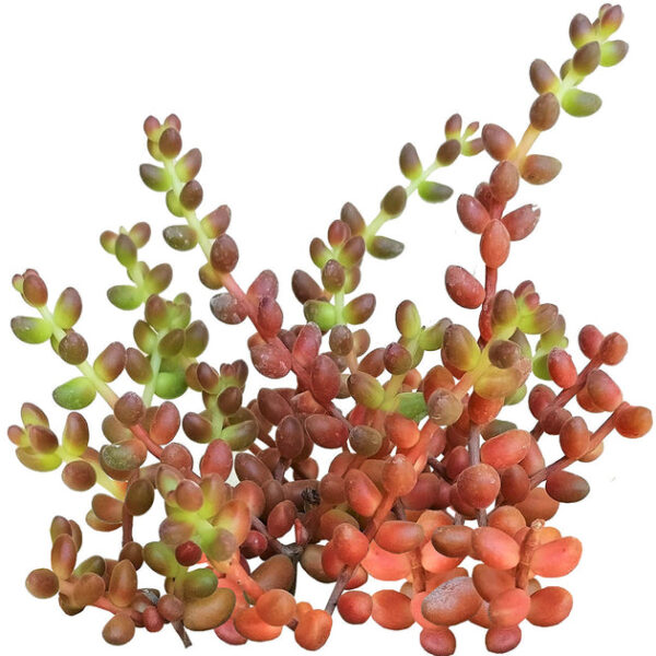 Coral Bells Sedum - Mexican Stahlii - Image 2