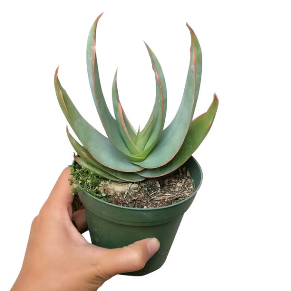 Coral Aloe Vera Striata - Image 4