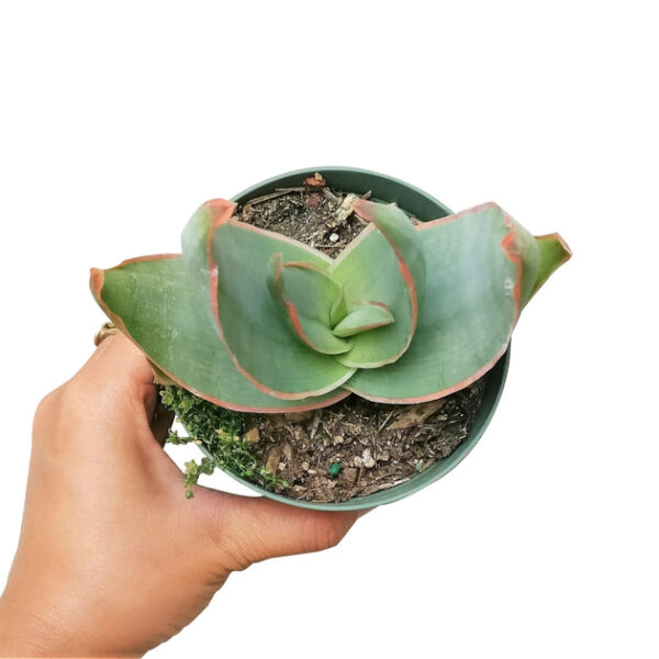Coral Aloe Vera Striata - Image 6