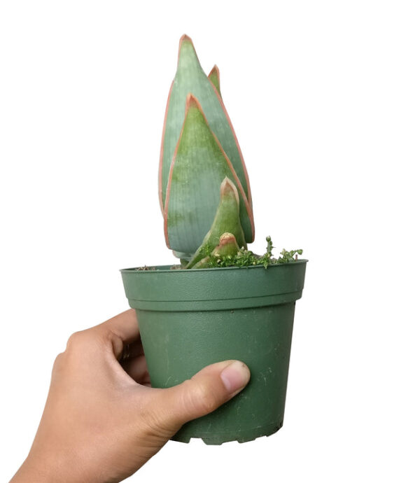 Coral Aloe Vera Striata - Image 5