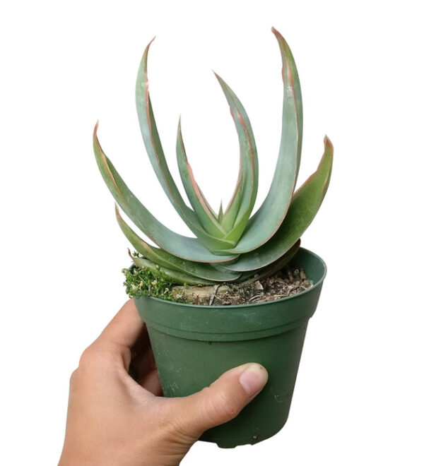 Coral Aloe Vera Striata - Image 2