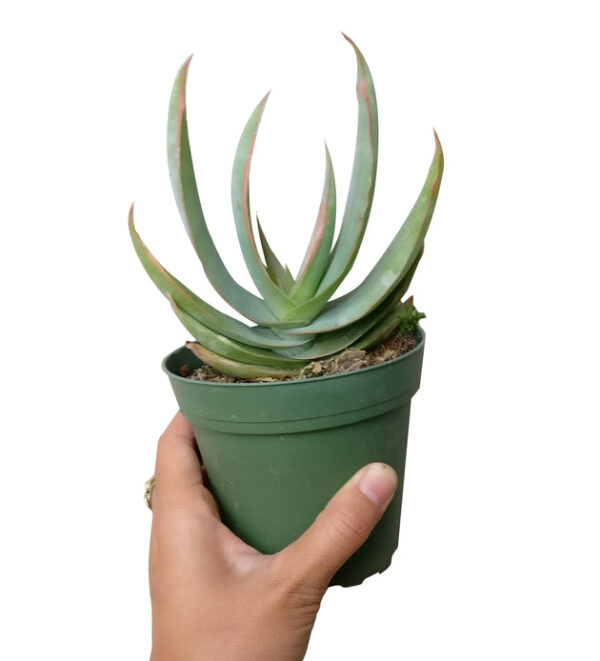 Coral Aloe Vera Striata - Image 3