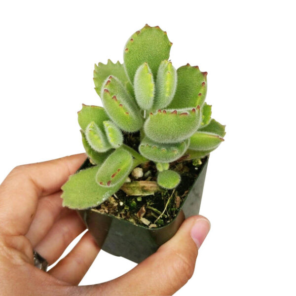 Cotyledon Tomentosa Bear Paw - Image 6