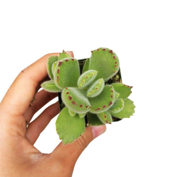 Cotyledon Tomentosa Bear Paw - Image 7