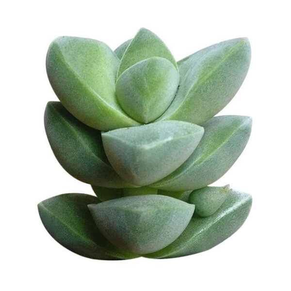 Crassula Moonglow Succulent - Image 3