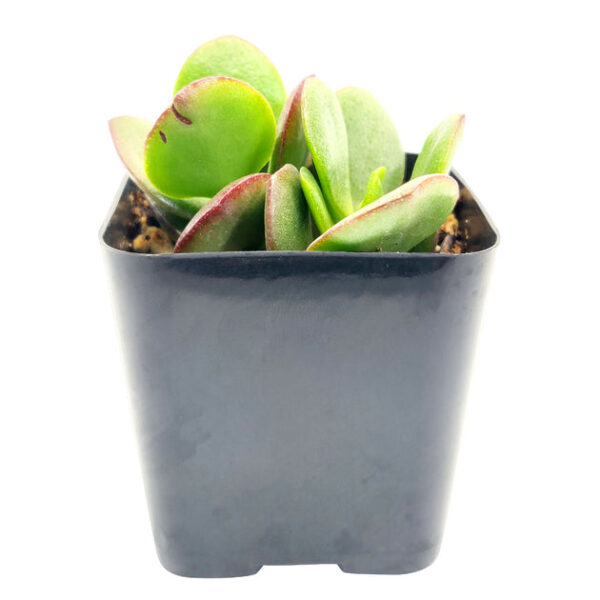 Crassula Ovata Obliqua Jade Plant - Image 8
