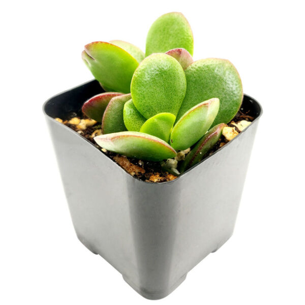 Crassula Ovata Obliqua Jade Plant - Image 7