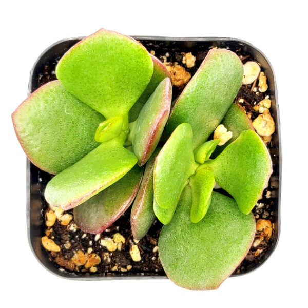 Crassula Ovata Obliqua Jade Plant - Image 6