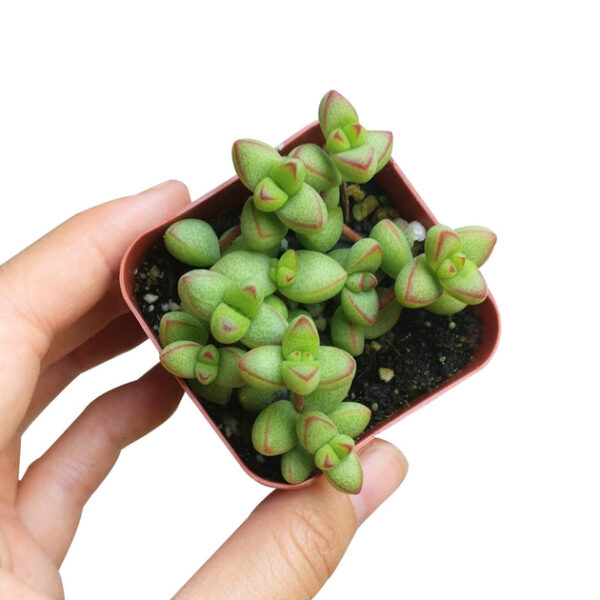 Crassula Brevifolia Succulent - Image 5