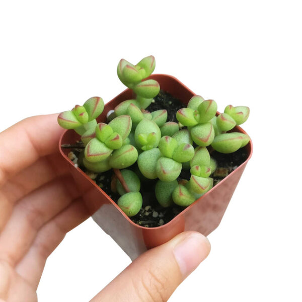 Crassula Brevifolia Succulent - Image 6