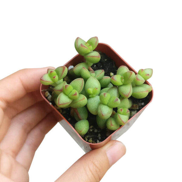 Crassula Brevifolia Succulent - Image 7