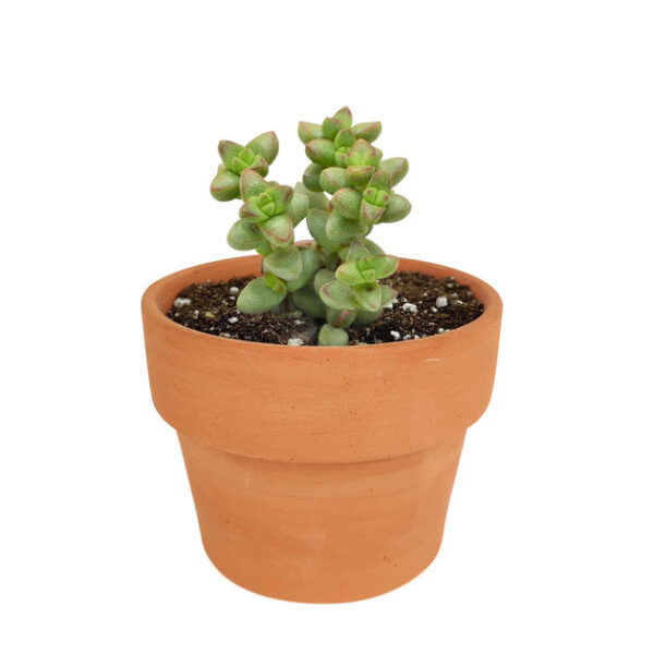 Crassula Brevifolia Succulent - Image 9