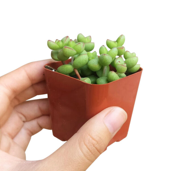Crassula Brevifolia Succulent - Image 8