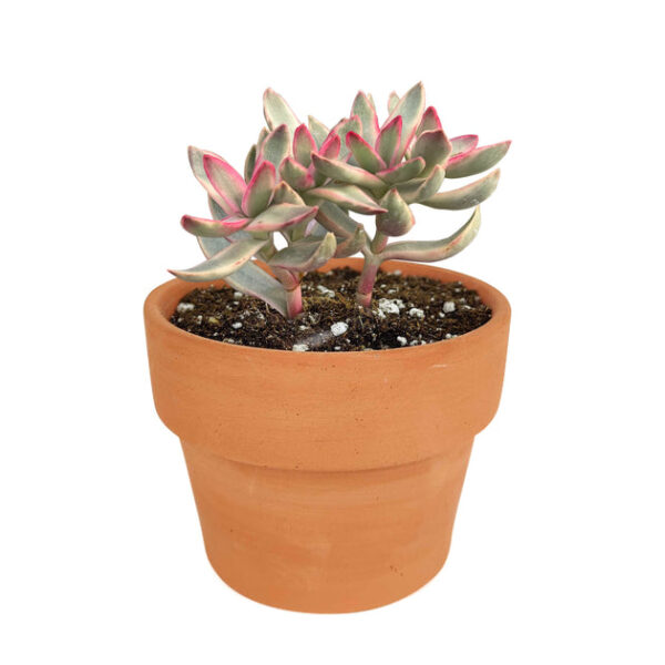 Crassula Candy Cane Rubricaulis - Image 9