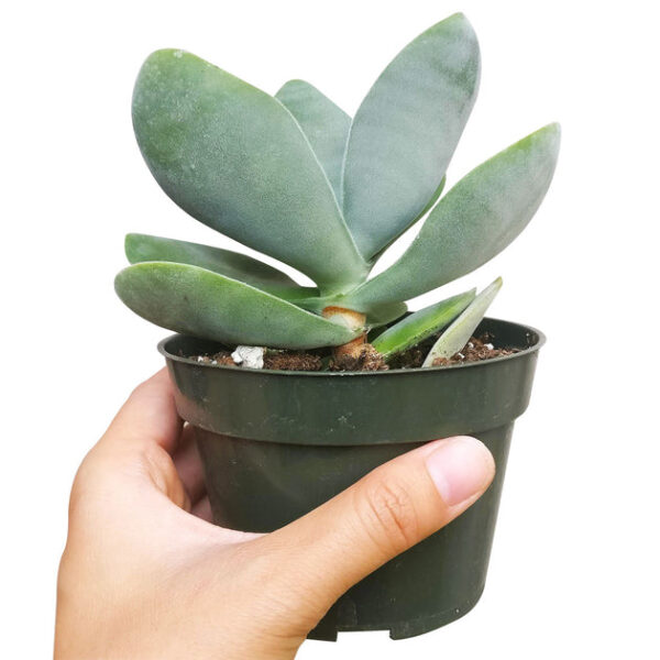 Crassula Cotyledonis - Image 6
