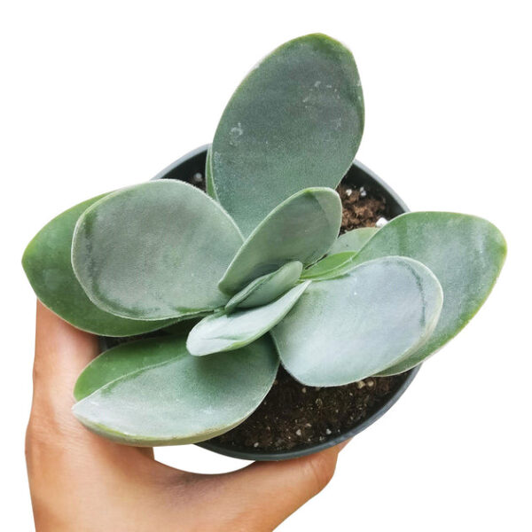 Crassula Cotyledonis - Image 7