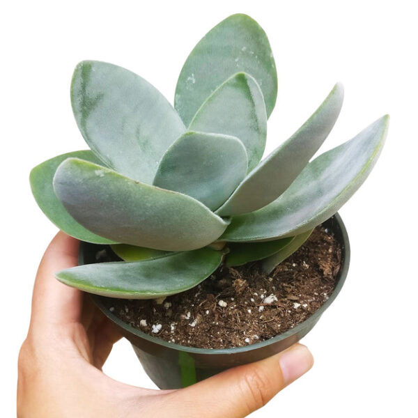 Crassula Cotyledonis - Image 8
