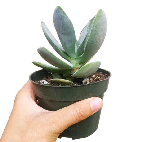 Crassula Cotyledonis - Image 9