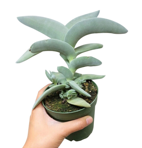 Crassula Falcata Propeller Plant - Image 4