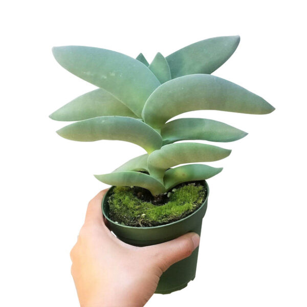 Crassula Falcata Propeller Plant - Image 5