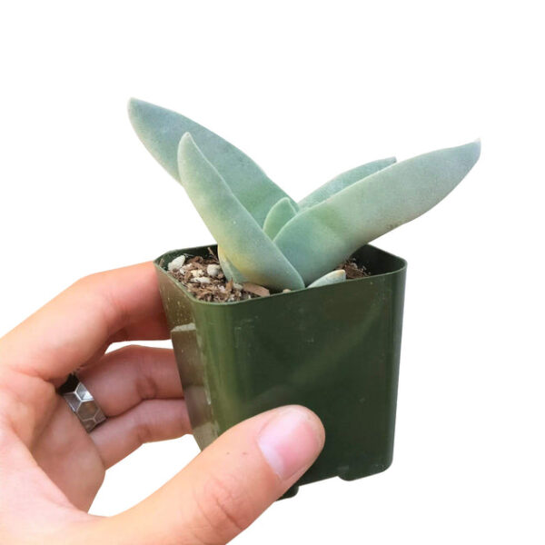 Crassula Falcata Propeller Plant - Image 6