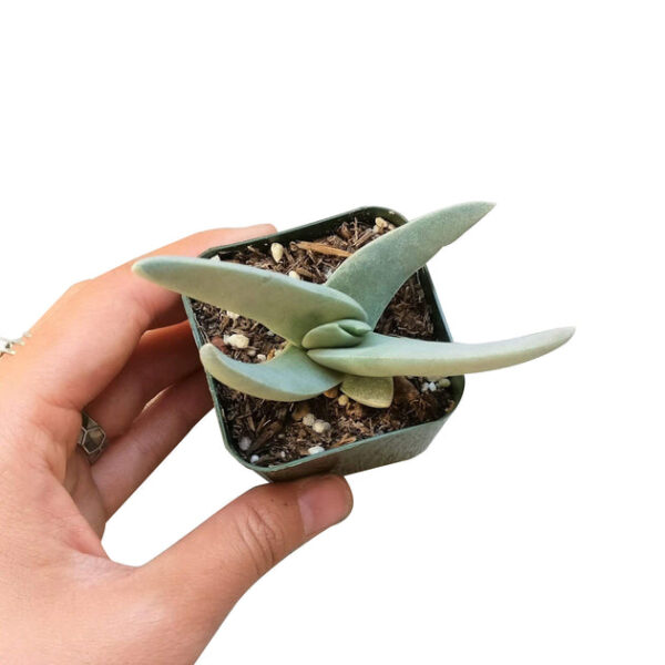 Crassula Falcata Propeller Plant - Image 7